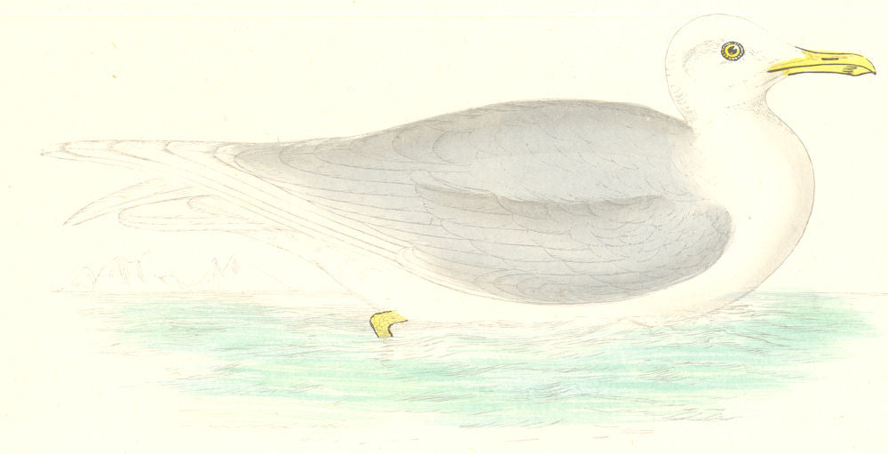 BIRDS. Iceland Gull. Found in Europe. USA. Asia (Morris) 1880 old print